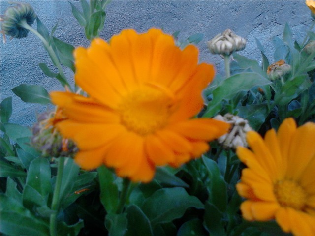 neven